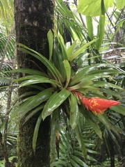 Guzmania berteroniana