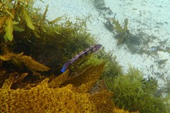 Eupetrichthys angustipes