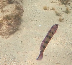 Eupetrichthys angustipes