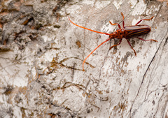 Chydarteres striatus