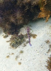 Eupetrichthys angustipes