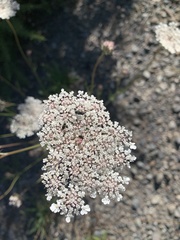 Bilyaxia concinna