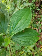 Henriettea cuneata