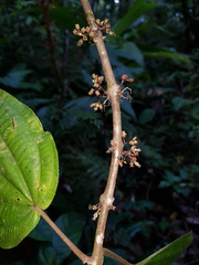 Miconia purpureoviolacea