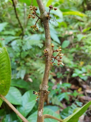Miconia purpureoviolacea