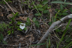 Dalechampia caperonioides