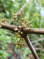 Miconia purpureoviolacea