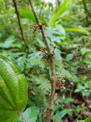 Miconia purpureoviolacea