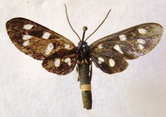 Amata phegea ligata