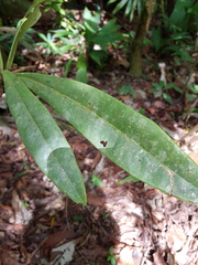 Hymenandra pittieri