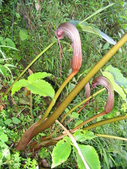 Arisaema costatum