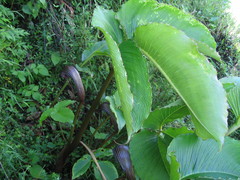 Arisaema costatum
