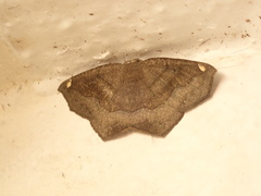 Anisoperas atropunctaria