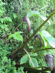 Arisaema costatum