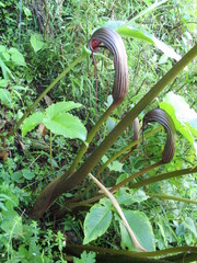 Arisaema costatum