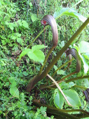 Arisaema costatum
