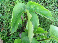 Arisaema costatum