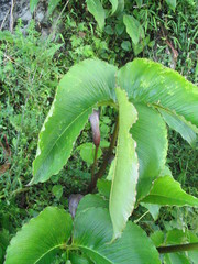 Arisaema costatum