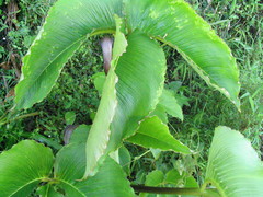 Arisaema costatum