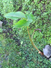 Arisaema costatum