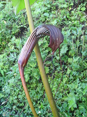 Arisaema costatum