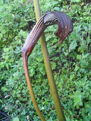 Arisaema costatum