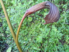 Arisaema costatum
