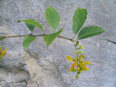 Polygala arillata