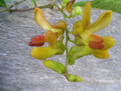 Polygala arillata