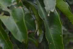 Zoniopoda similis