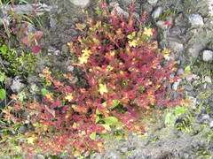 Hypericum japonicum