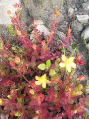 Hypericum japonicum