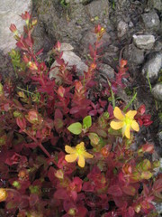 Hypericum japonicum