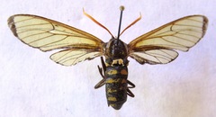 Isanthrene cazador