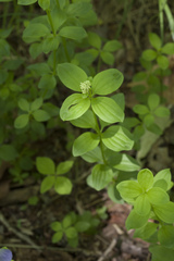 Galium platygalium
