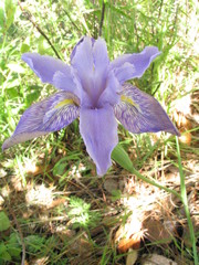 Iris decora