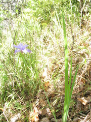 Iris decora