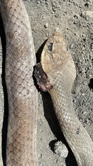 Masticophis mentovarius