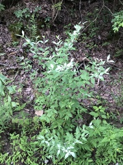 Pycnanthemum albescens