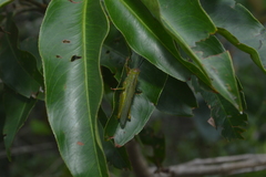 Zoniopoda similis