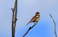 Emberiza aureola