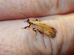 Lycomorphodes sordida