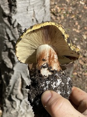 Cortinarius xanthodryophilus