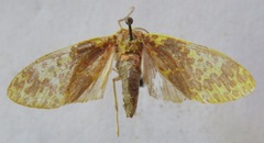 Amaxia lepida