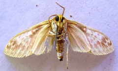 Amaxia lepida