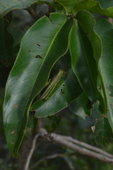 Zoniopoda similis