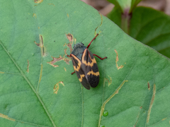 Deois flexuosa