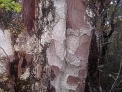 Lepidothamnus intermedius