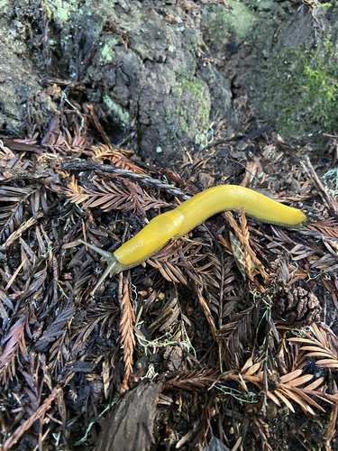 Slender Banana Slug, Aptos Creek Rd, Aptos, CA, US, photo 9 of 10