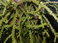 Lepidothamnus intermedius